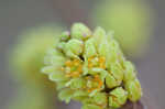 Fragrant sumac